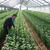 年明け１月の出荷に向け菊の手入れに忙しい産地