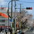 咲き誇るＳＳ前面道路の桜並木（国立市内で）