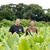 夏の生育期を迎えている屋久島のウコン畑（左が内田直喜さん）